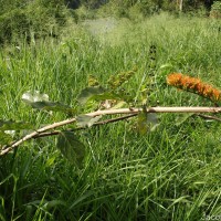 Combretum paniculatum Vent.